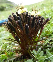 Soroseris hookeriana erysimoides