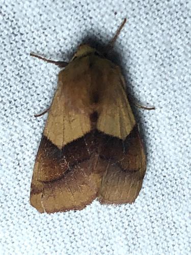 Purple-lined Sallow photo 4