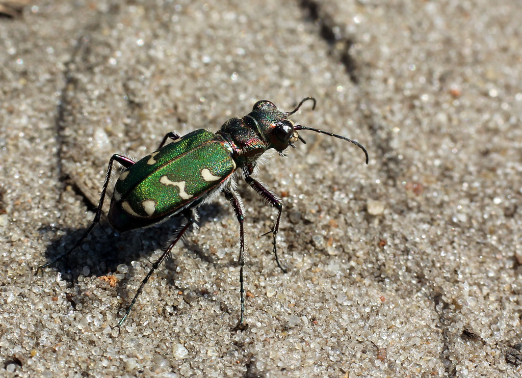 Cicindela soluta