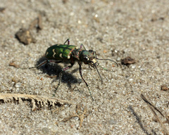Cicindela soluta