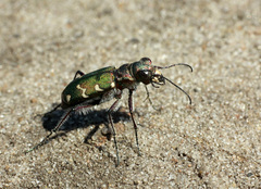 Cicindela soluta