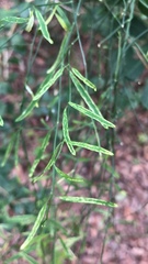 Orthosia scoparia