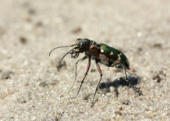 Cicindela soluta