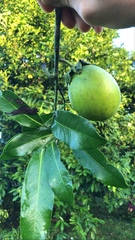 Diospyros nigra