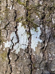 Phlyctis boliviensis