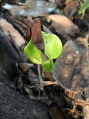 Diospyros nigra