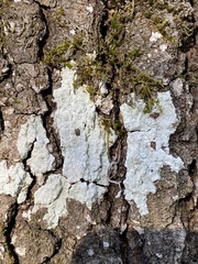 Phlyctis boliviensis