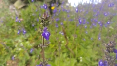 Salvia prunelloides