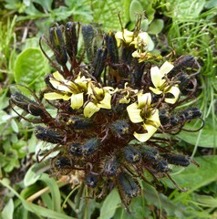Soroseris hookeriana erysimoides