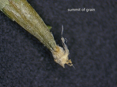 Festuca occidentalis