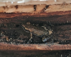 Eleutherodactylus pipilans