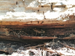 Eleutherodactylus pipilans