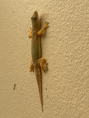 Hemidactylus platyurus