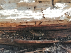 Eleutherodactylus pipilans