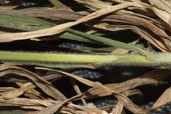 Bromus cebadilla