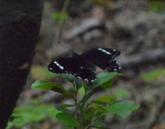 Papilio amynthor