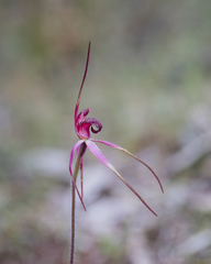 Caladenia formosa