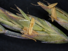 Festuca saximontana