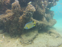 Holacanthus bermudensis