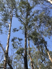 Eucalyptus baileyana