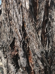 Eucalyptus baileyana