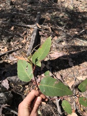 Eucalyptus baileyana
