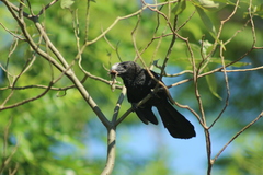 Crotophaga ani