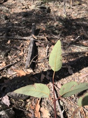 Eucalyptus baileyana