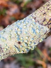 Pertusaria paratuberculifera