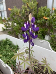 Lupinus pubescens