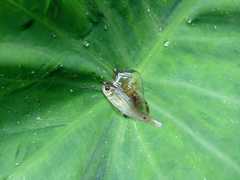 Systomus orphoides