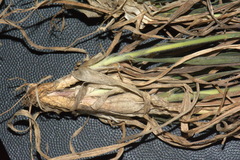 Bromus cebadilla