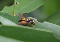 Helophilus antipodus