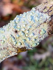 Pertusaria paratuberculifera