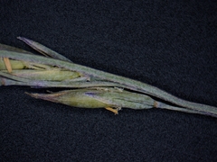 Festuca saximontana