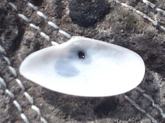 Megangulus bodegensis