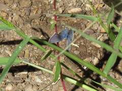 Echinargus isola