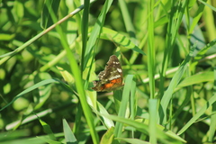 Anartia amathea