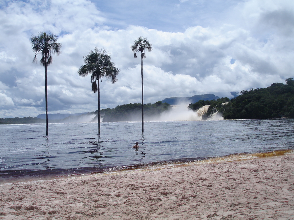 moriche palm from Gran Sabana, 8011, Bolívar, Venezuela on June 24 ...