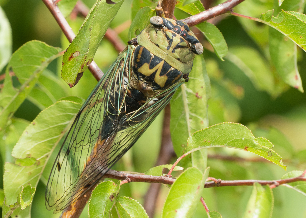 Resh Cicada