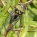 Resh Cicada - Photo (c) Linda Gail Price, some rights reserved (CC BY-NC), uploaded by Linda Gail Price