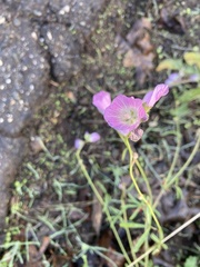 Sidalcea calycosa