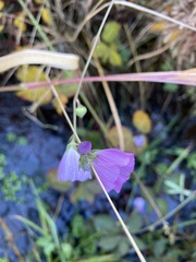 Sidalcea calycosa