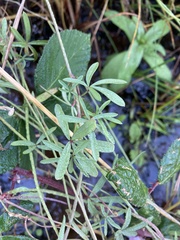 Sidalcea calycosa