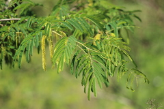 Parapiptadenia rigida