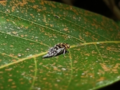 Glipa malaccana
