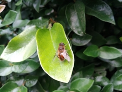 Eristalis tenax