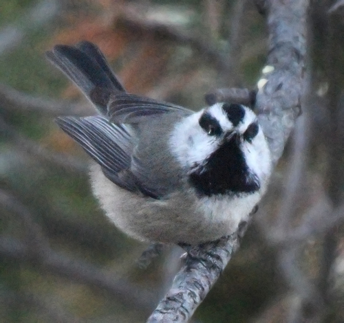 Mountain Chickadee