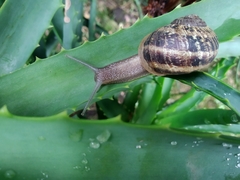 Cornu aspersum