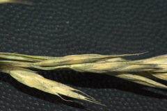 Bromus cebadilla